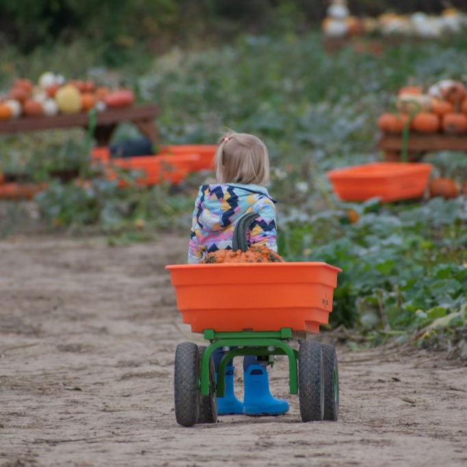 Pumpkin Wagon with Flat Free Tires - PALLET OF 10