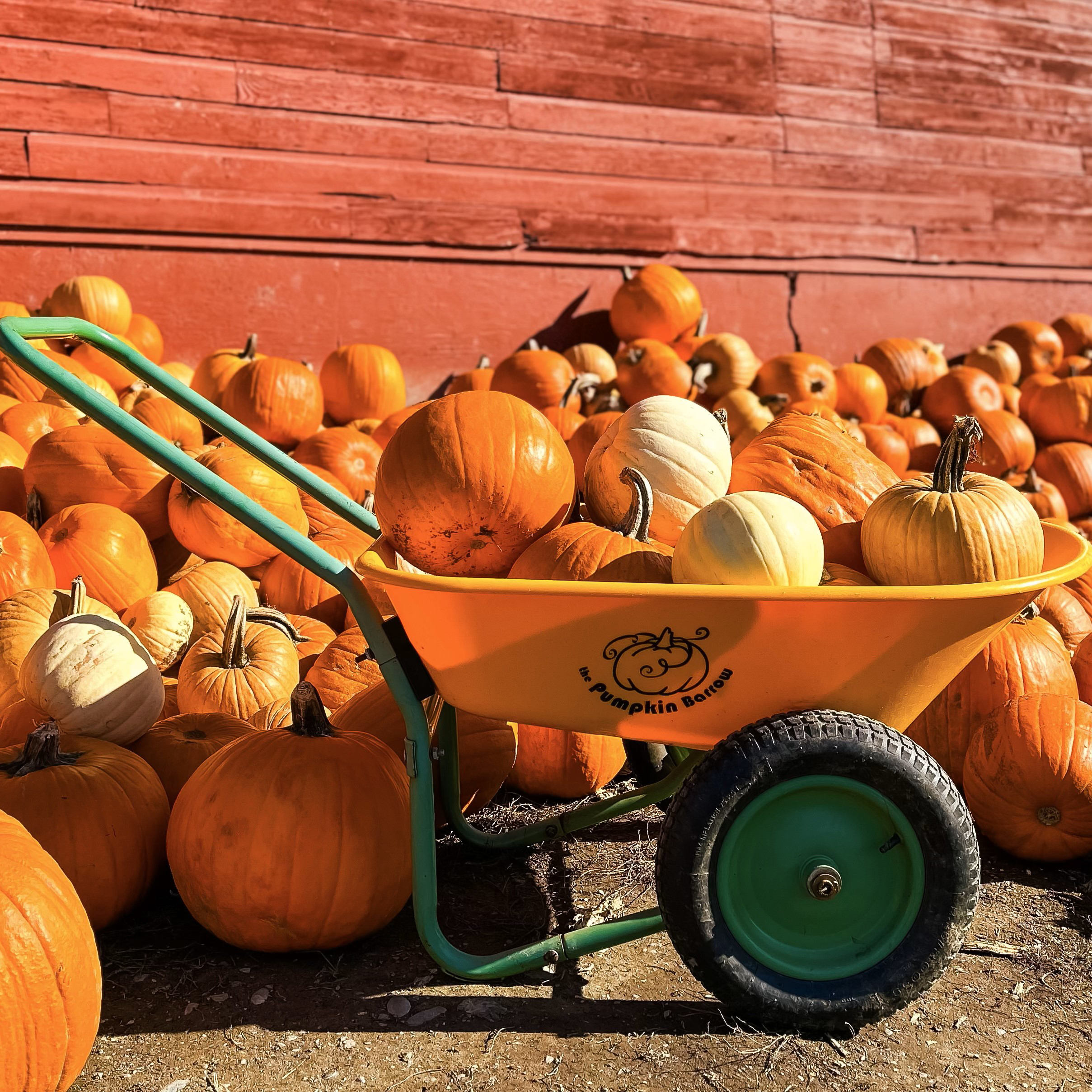 Pumpkin Barrow with Flat Free Tires - PALLET OF 14
